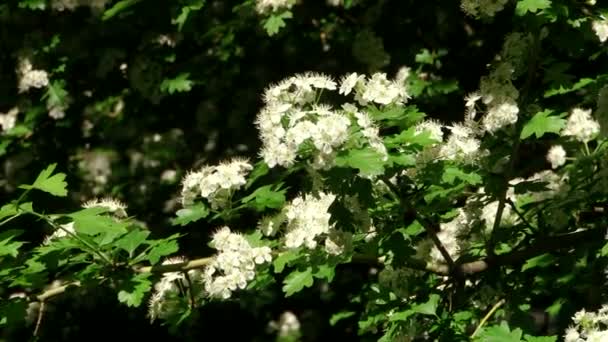 Tipos de parque dendrológico de Sochi y plantas con flores — Vídeo de stock