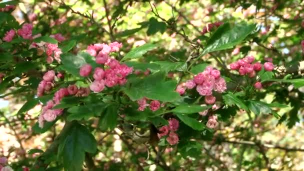 種類デンドロロジカル ソチ公園と植物の開花 — ストック動画