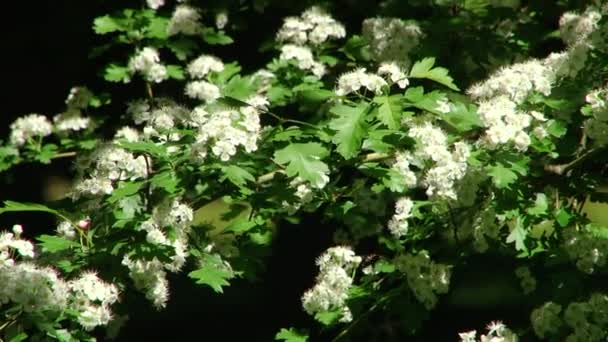 Tipos dendrological parque de Sóchi e plantas floridas — Vídeo de Stock