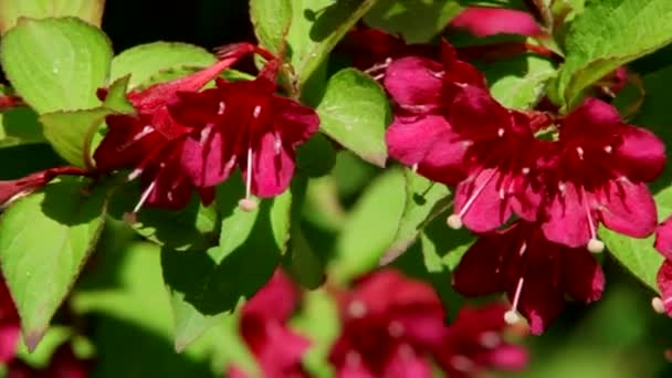 Tipos de parque dendrológico de Sochi y plantas con flores — Vídeos de Stock