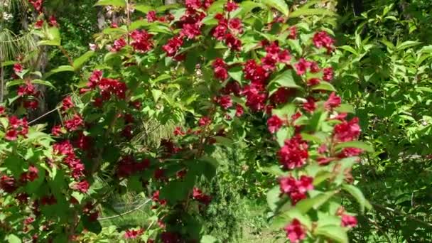 Tipos de parque dendrológico de Sochi y plantas con flores — Vídeo de stock