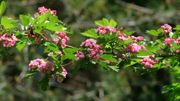 유형 dendrological 공원의 소 치와 꽃 식물 — 비디오