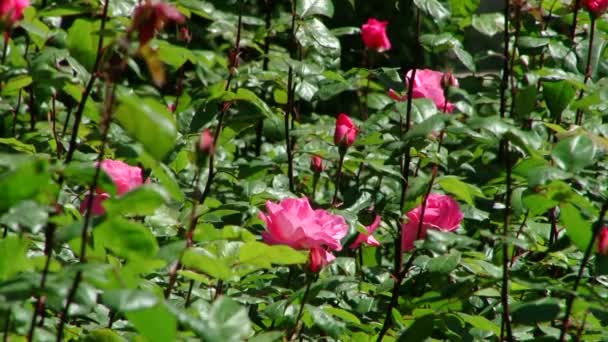 Tipos de parque dendrológico de Sochi y plantas con flores — Vídeos de Stock