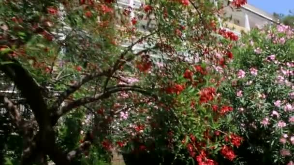 Types dendrological park of Sochi and flowering plants — Stock Video