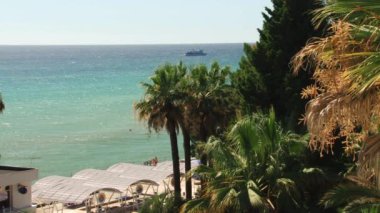 Sochi Karadeniz kıyılarının deniz canlıları