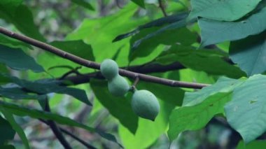 Sochi, Kafkasya, Rusya Federasyonu, Karadeniz subtropikal Botanik Bahçesi