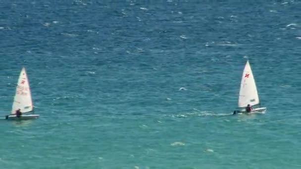 Mariene soorten voor de kust van de Zwarte Zee in Sotsji — Stockvideo