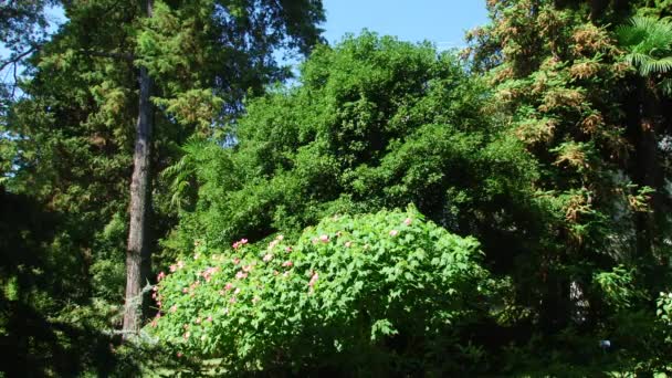 Arboreto subtropical em Sóchi, Cáucaso, Rússia, Mar Negro — Vídeo de Stock