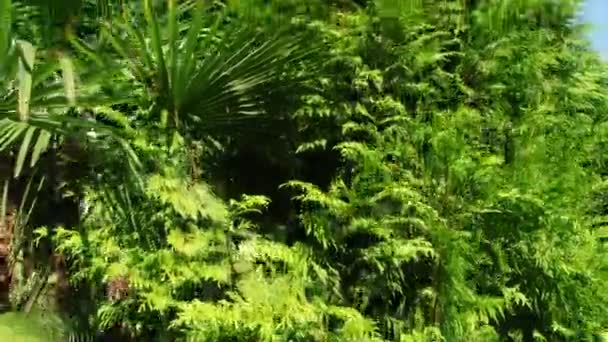 Arboreto subtropical em Sóchi, Cáucaso, Rússia, Mar Negro — Vídeo de Stock