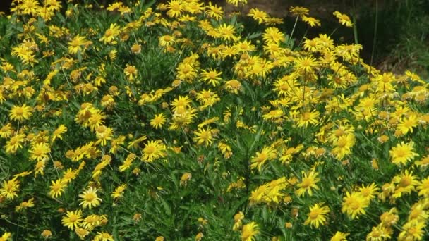 Subtropische planten Zwarte Zee stad van Sotsji — Stockvideo