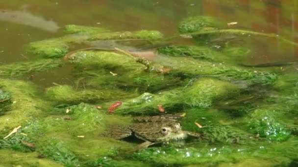 Subtropische planten Zwarte Zee stad van Sotsji — Stockvideo