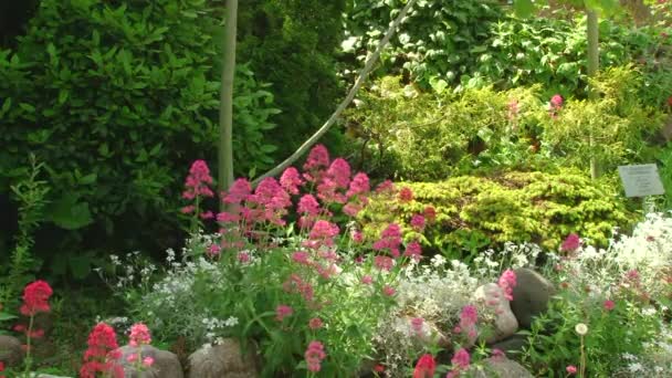 Plants subtropical Black Sea city of Sochi — Stock Video