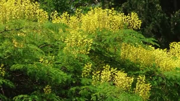 Plantas subtropicales Mar Negro ciudad de Sochi — Vídeos de Stock