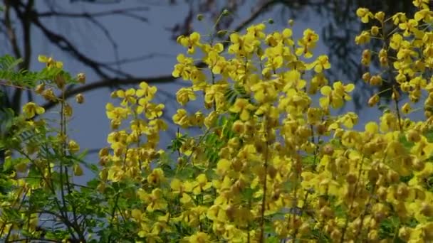 Subtropische planten Zwarte Zee stad van Sotsji — Stockvideo