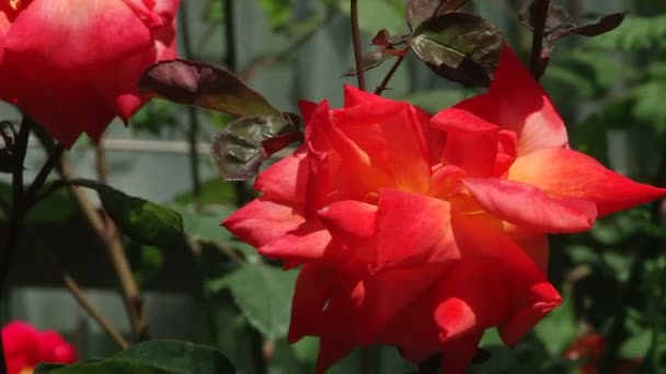 Plantas subtropicales Mar Negro ciudad de Sochi — Vídeo de stock