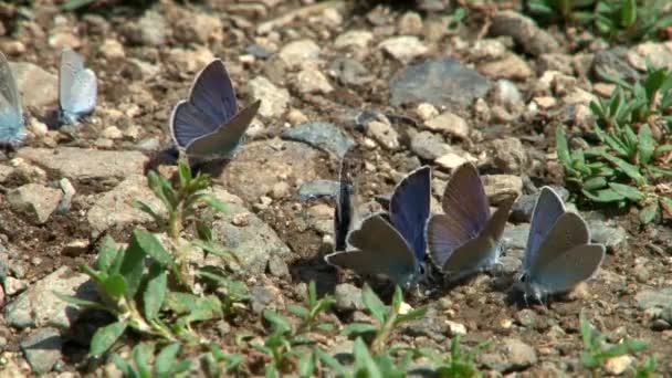 Kurtat Gorge in North Ossetia. Family butterflies to drink. — Stock Video
