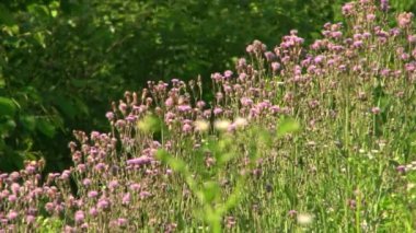 Türleri ve konumlar Kurtat gorges Kuzey Osetya-Alanya, Rusya, Kafkasya.
