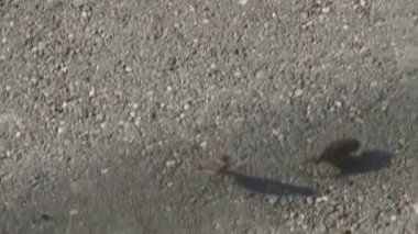 Tarafından öğle yemeği serçeler