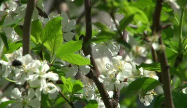 Subtropikal bitki botanik bahçesi Soçi, Kafkasya, Rusya Federasyonu