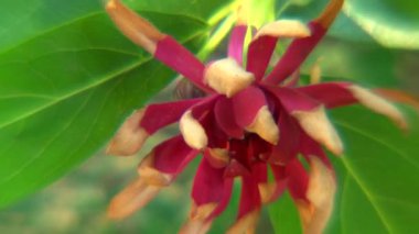 Subtropikal bitki botanik bahçesi Soçi, Kafkasya, Rusya Federasyonu