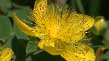 Subtropikal bitki botanik bahçesi Soçi, Kafkasya, Rusya Federasyonu