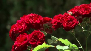 Subtropikal bitki botanik bahçesi Soçi, Kafkasya, Rusya Federasyonu