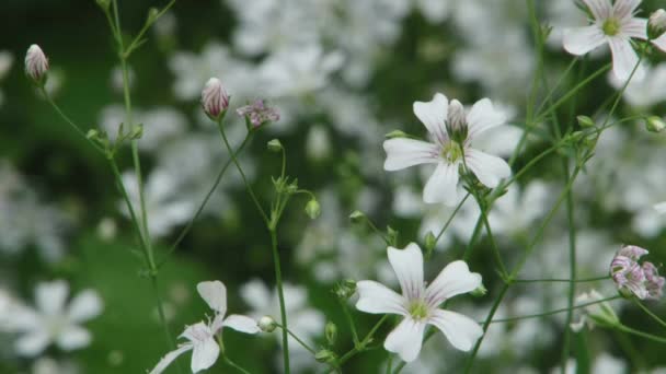 Plantes subtropicales arboretum Sotchi, Caucase, Russie — Video