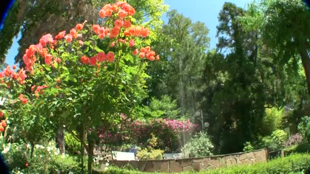 Subtropické rostliny arboretum Soči, Kavkaz, Rusko — Stock video