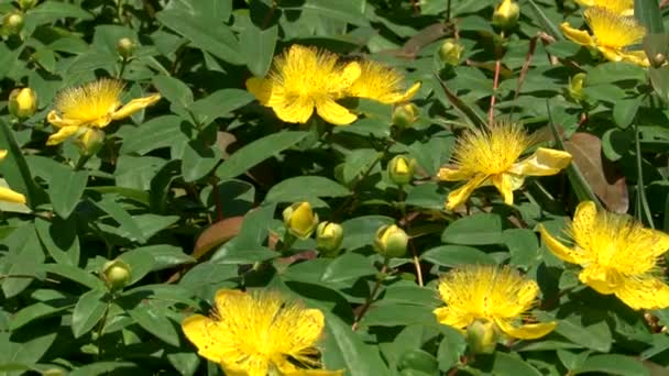 Subtropische planten arboretum Sotsji, Kaukasus, Rusland — Stockvideo