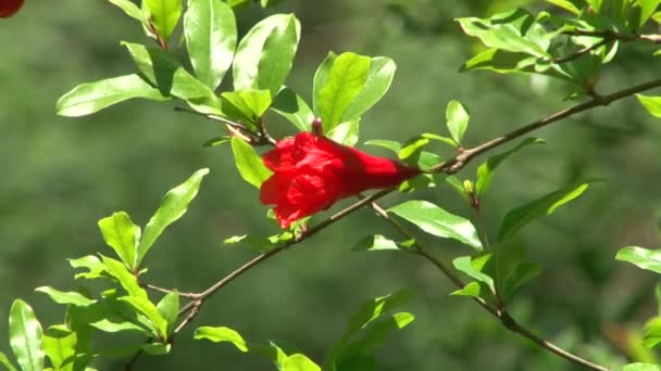 亚热带植物植物园索契，俄罗斯高加索， — 图库视频影像