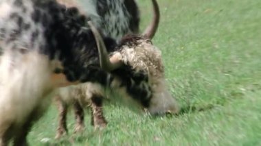 Kurtat Gorge Kuzey Osetya-Alanya, Kafkasya, Rusya