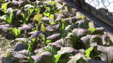 Doğal gıdalar ve yemekleri onlardan.