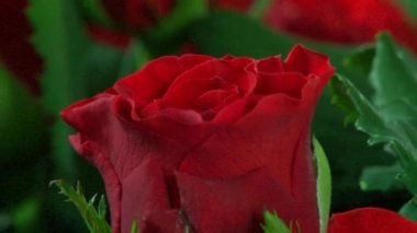 Yetiştirme sera üretim gül.