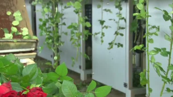 Produção de estufa rosa cultivo . — Vídeo de Stock