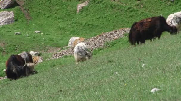 Kurtat Gorge in North Ossetia-Alania, the Caucasus, Russia — Stock Video