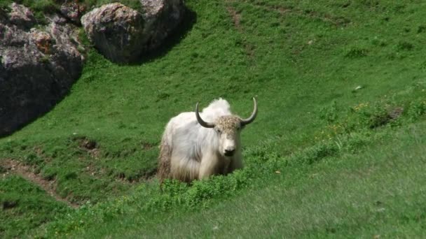 Kurtat Gorge na Ossétia do Norte-Alânia, Cáucaso, Rússia — Vídeo de Stock