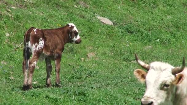 Kurtat Gorge in North Ossetia-Alania, the Caucasus, Russia — Stock Video