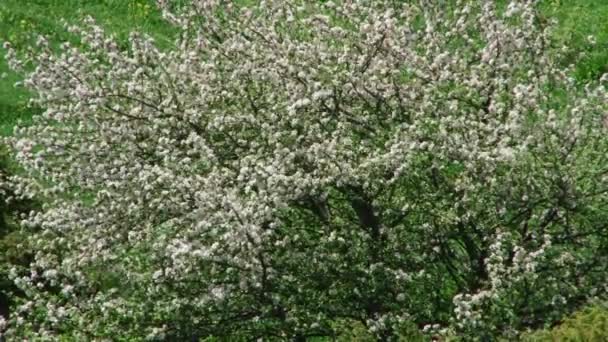 Garganta del Kurtat en Osetia del Norte-Alania, Cáucaso, Rusia — Vídeos de Stock