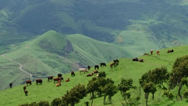 Kurtat 협곡 북쪽 Ossetia-코루나, 코 카 서 스, 러시아 — 비디오