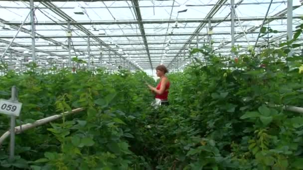 Producción de invernadero aumentó el cultivo . — Vídeos de Stock