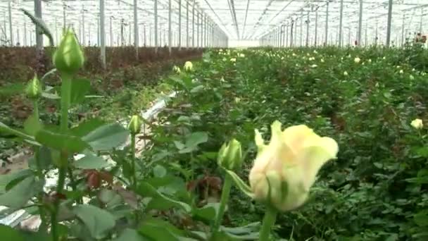 Produção de estufa rosa cultivo . — Vídeo de Stock