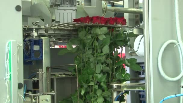 温室生产玫瑰栽培. — 图库视频影像