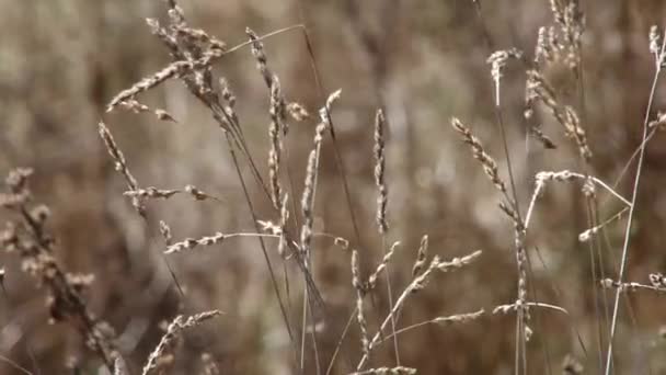 Naturaleza Kurtat Garganta en Osetia del Norte, Cáucaso, Rusia . — Vídeo de stock