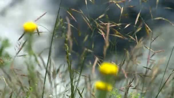 Natuur Kurtat Gorge in Noord-Ossetië, Kaukasus, Rusland. — Stockvideo