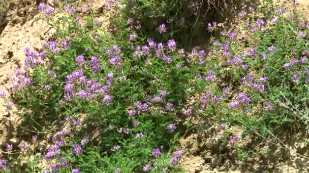 Nature Gorge Kurtat en Ossétie du Nord, Caucase, Russie .