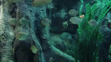 Akvaryum sualtı sakinleri