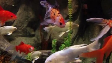 Akvaryum sualtı sakinleri