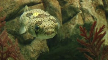 Akvaryum sualtı sakinleri