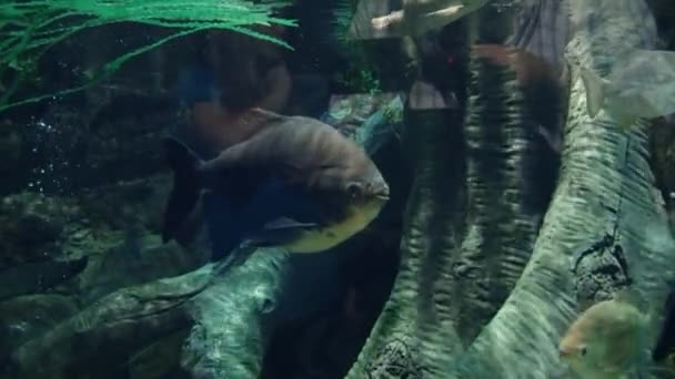 Les habitants sous-marins de l'aquarium — Video