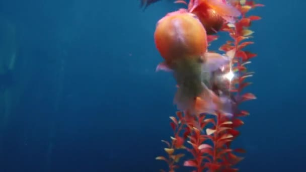 Unterwasserbewohner im Aquarium — Stockvideo